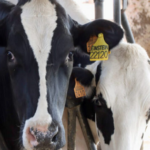 Precio de la leche en España, un 10 % por debajo de la media UE